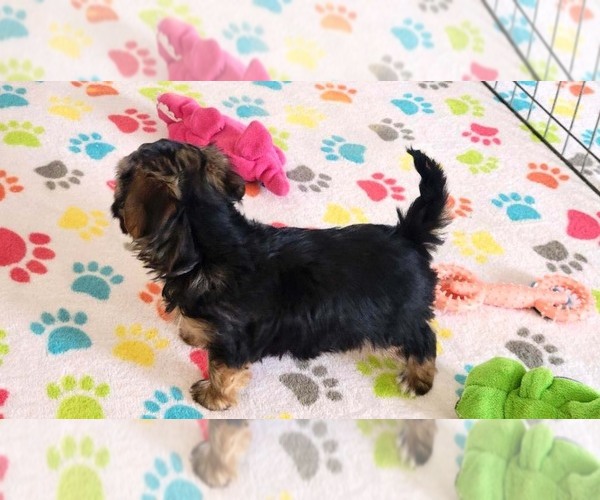 Medium Photo #8 Morkie Puppy For Sale in ORO VALLEY, AZ, USA