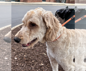 Goldendoodle Dogs for adoption in Thomasville, NC, USA