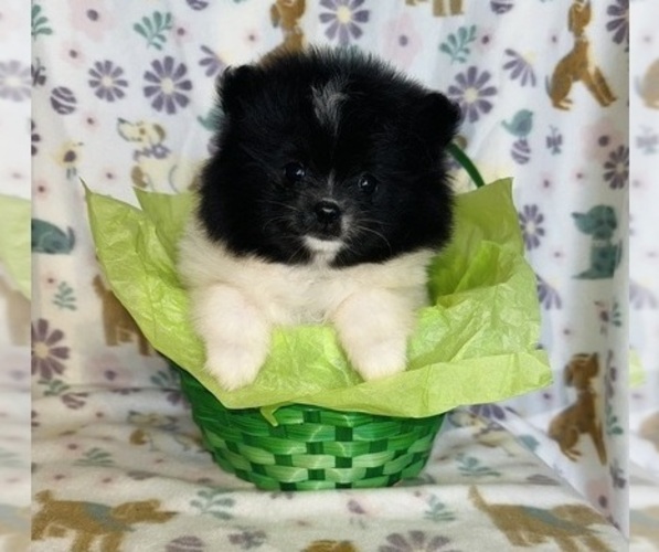 Medium Photo #3 Pomeranian Puppy For Sale in BAKERSFIELD, CA, USA