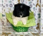 Small Photo #3 Pomeranian Puppy For Sale in BAKERSFIELD, CA, USA