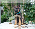 Puppy Tasha German Shepherd Dog
