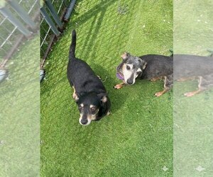 Dachshund Dogs for adoption in York, SC, USA