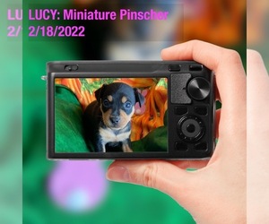 Miniature Pinscher Puppy for sale in CULVER, IN, USA