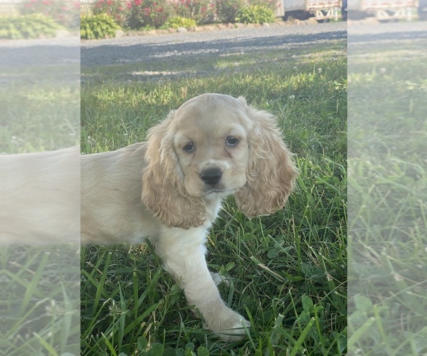 Medium Photo #3 Cocker Spaniel Puppy For Sale in CANOGA, NY, USA