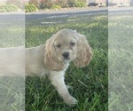 Small #2 Cocker Spaniel