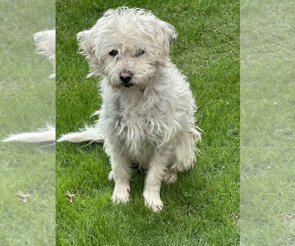 Medium Photo #4 Bichon Frise-Unknown Mix Puppy For Sale in San Diego, CA, USA
