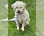 Small #3 Bichon Frise Mix