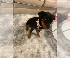 Rottweiler Puppy for sale in CONCORD, NC, USA