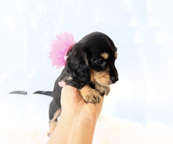 Medium Photo #7 Dachshund Puppy For Sale in DAVIS, CA, USA