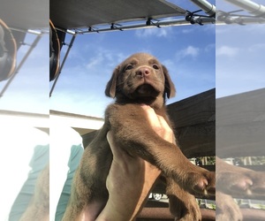 Labrador Retriever Puppy for sale in OCALA, FL, USA