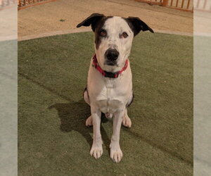 Mutt Dogs for adoption in Las Vegas, NV, USA