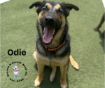 Small #8 German Shepherd Dog Mix