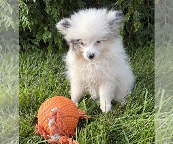 Medium Photo #2 Pomeranian Puppy For Sale in MIDDLEBURY, IN, USA
