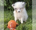 Small #1 Pomeranian