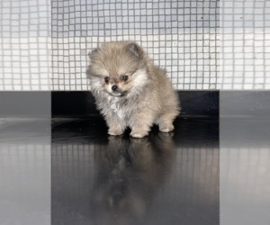 Pomeranian Dog for Adoption in HAYWARD, California USA