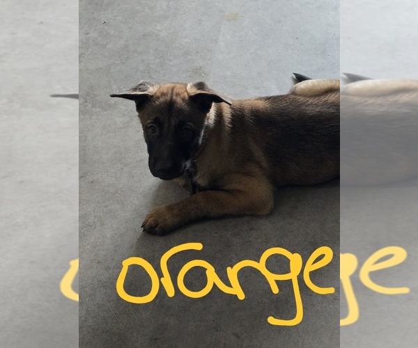 Medium Photo #1 Belgian Malinois Puppy For Sale in WALES, WI, USA