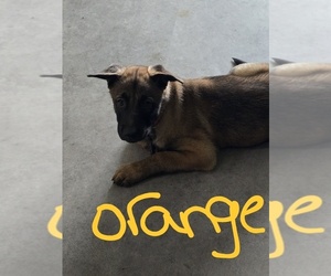 Belgian Malinois Puppy for sale in WALES, WI, USA