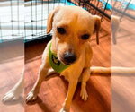 Small #2 Chihuahua Mix