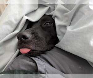 Labrador Retriever-Unknown Mix Dogs for adoption in Oakhurst, NJ, USA