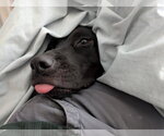 Pepper - Female Labrador Retriever-Unknown Mix Dog for Adoption - Small photo