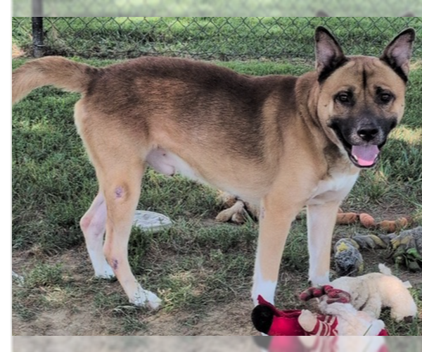 Medium Photo #1 Akita-Unknown Mix Puppy For Sale in Evansville, IN, USA