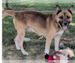 Dawson - Male Akita-Unknown Mix Dog for Adoption - Small photo