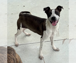 Small #2 American Pit Bull Terrier Mix