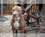 Small Photo #1 American Staffordshire Terrier Puppy For Sale in WALDORF, MD, USA