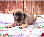 Small Photo #16 Mastiff Puppy For Sale in WAKARUSA, IN, USA