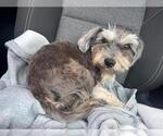MILO - Male Mutt Dog for Adoption - Small photo