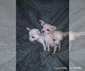 Chihuahua Puppy for sale in NEWBERG, OR, USA