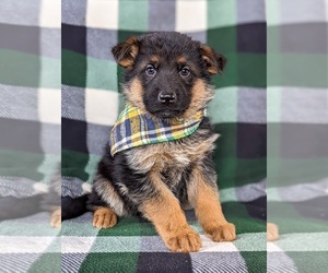 German Shepherd Dog Puppy for sale in LANCASTER, PA, USA