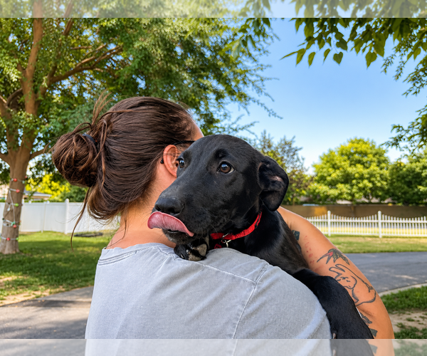 Medium Photo #3 Labrador Retriever-Unknown Mix Puppy For Sale in Clovis, CA, USA