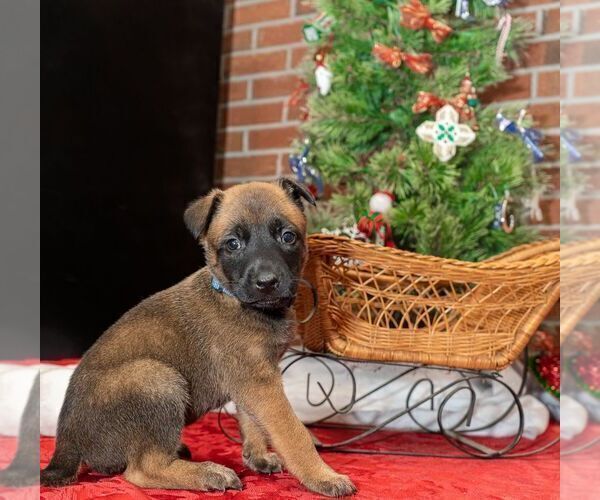 Medium Photo #5 Belgian Malinois Puppy For Sale in CONYERS, GA, USA
