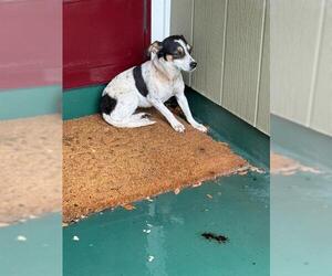 Chihuahua-Unknown Mix Dogs for adoption in San Antonio, TX, USA