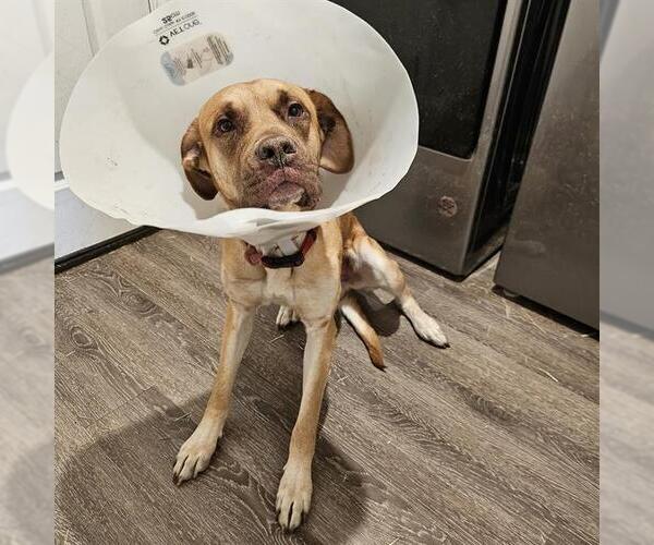 Medium Photo #2 Labrador Retriever-Unknown Mix Puppy For Sale in San Antonio, TX, USA