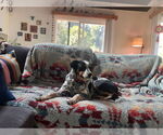Small #2 Mutt