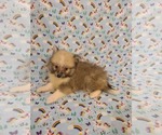Small Photo #1 American Eskimo Dog Puppy For Sale in CLARKSVILLE, TN, USA