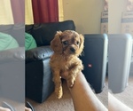 Small Photo #1 Cavalier King Charles Spaniel Puppy For Sale in ALBUQUERQUE, NM, USA