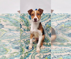 Labrador Retriever-Unknown Mix Dogs for adoption in Lake City, MI, USA