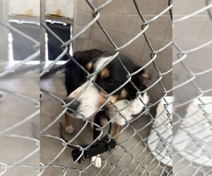 Australian Kelpie-Border Collie Mix Dogs for adoption in Lovelock, NV, USA