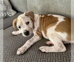 Small #14 American Staffordshire Terrier Mix