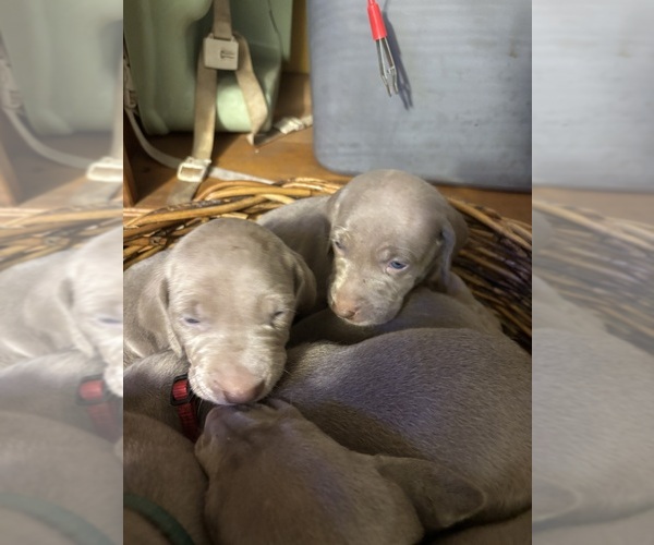 Medium Photo #1 Weimaraner Puppy For Sale in MACCLENNY, FL, USA