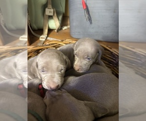 Weimaraner Puppy for sale in MACCLENNY, FL, USA