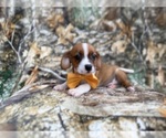 Small #1 Cavalier King Charles Spaniel-Jack Russell Terrier Mix