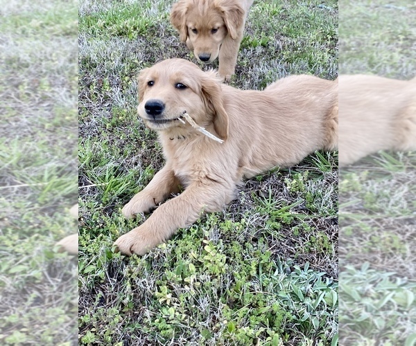 Medium Photo #1 Golden Retriever Puppy For Sale in RUTHERFORDTON, NC, USA