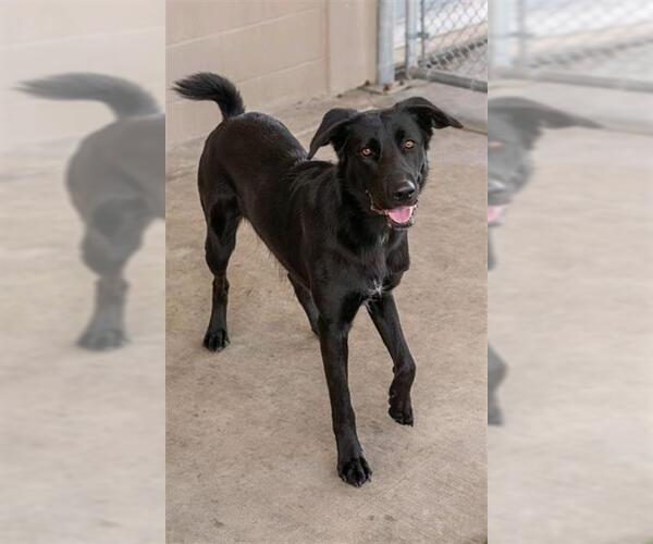 Medium Photo #2 Labrador Retriever Puppy For Sale in Baytown, TX, USA