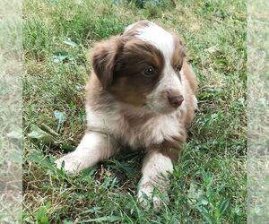 Australian Shepherd Puppy for sale in HAVEN, KS, USA