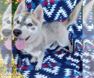 Siberian Husky Puppy for sale in ORANGE PARK, FL, USA