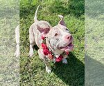 Small Photo #7 American Pit Bull Terrier-Catahoula Leopard Dog Mix Puppy For Sale in Redlands, CA, USA